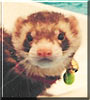 Ren the Ferret