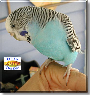 Loretta, the Pet of the Day