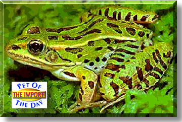 The Import, the Pet of the Day