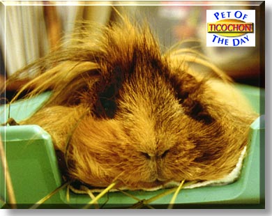 Ticochon, the Pet of the Day