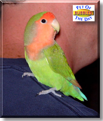 Bubbles, the Pet of the Day