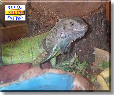 Kelly, the Pet of the Day
