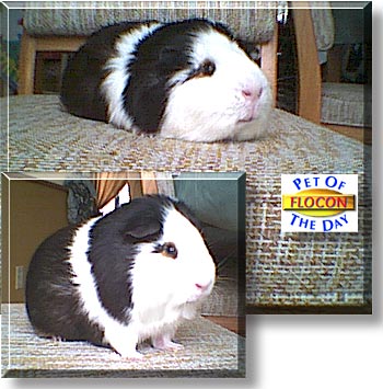 Flocon, the Pet of the Day