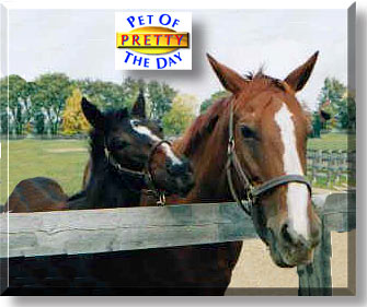 Pretty Woman, the Pet of the Day