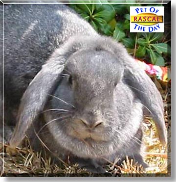 Rascal, the Pet of the Day
