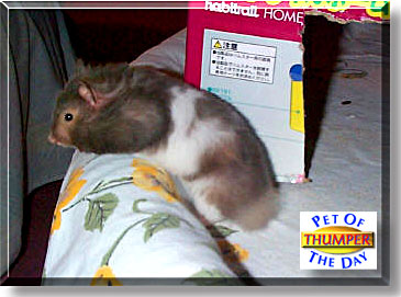 Thumper, the Pet of the Day