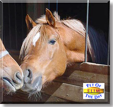 Slim, the Pet of the Day