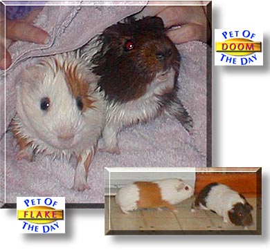 Doom, Flake, the Pet of the Day
