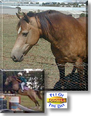 Duster, the Pet of the Day