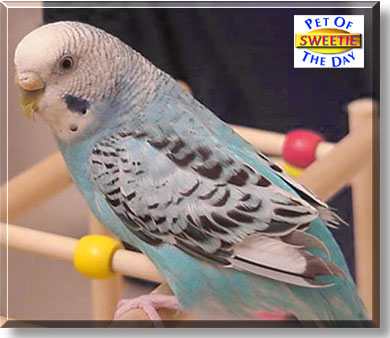 Sweetie, the Pet of the Day