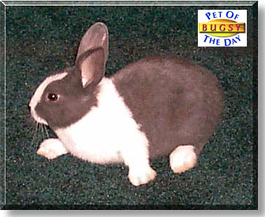 Bugsy, the Pet of the Day