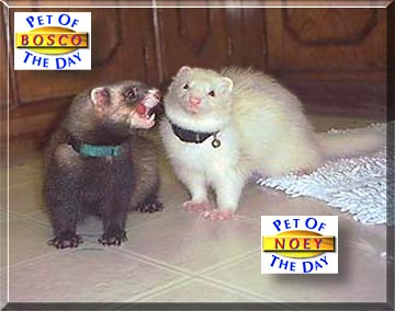 Bosco, Noey, the Pet of the Day