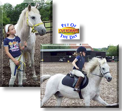 Overdraft, the Pet of the Day