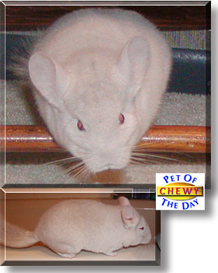 Chewy, the Pet of the Day