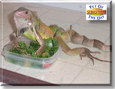 Sebastian, the Pet of the Day