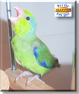 Marvin, the Pet of the Day