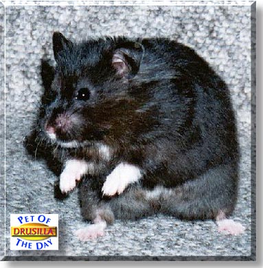 Drusilla, the Pet of the Day