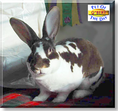 Q*Bert, the Pet of the Day