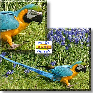 Baby, the Pet of the Day