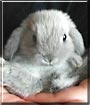 Bunny the Mini Lop