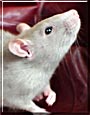 Yana the Russian Blue Pet Rat