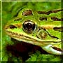 The Import the Northern Leopard Frog