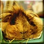 Ticochon the Angora Guinea Pig