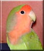 Bubbles the Peach Faced Lovebird