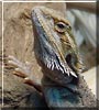 Little One the Bearded Dragon