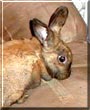 Bugsy the Mini Lop