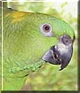 Tarzan the Amazon Parrot