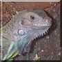 Kelly the Iguana
