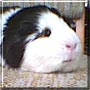 Flocon the Guinea Pig