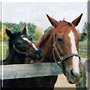 Pretty the Appendix Quarter Horse