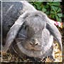 Rascal the Lop Mix