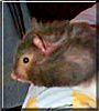 Thumper the Hamster