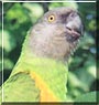 Morris the Senegal Parrot