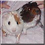 Doom, Flake the Guinea Pigs