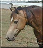 Duster the Australian Riding Pony