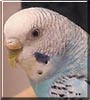 Sweetie the Sky Blue Opaline Budgie