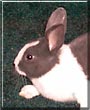 Bugsy the Dutch Rabbit