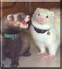 Bosco, Noey the Ferret