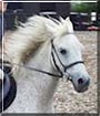 Overdraft the Pony