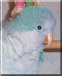 Lexi the Blue Quaker