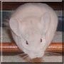 Chewy the Chinchilla