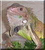 Sebastian the Green Iguana