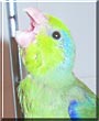 Marvin the Pacific Parrotlet