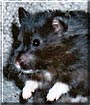 Drusilla the Hamster