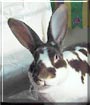 Q*Bert the Rex Rabbit