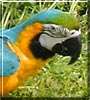 Baby the Blue and Gold Macaw